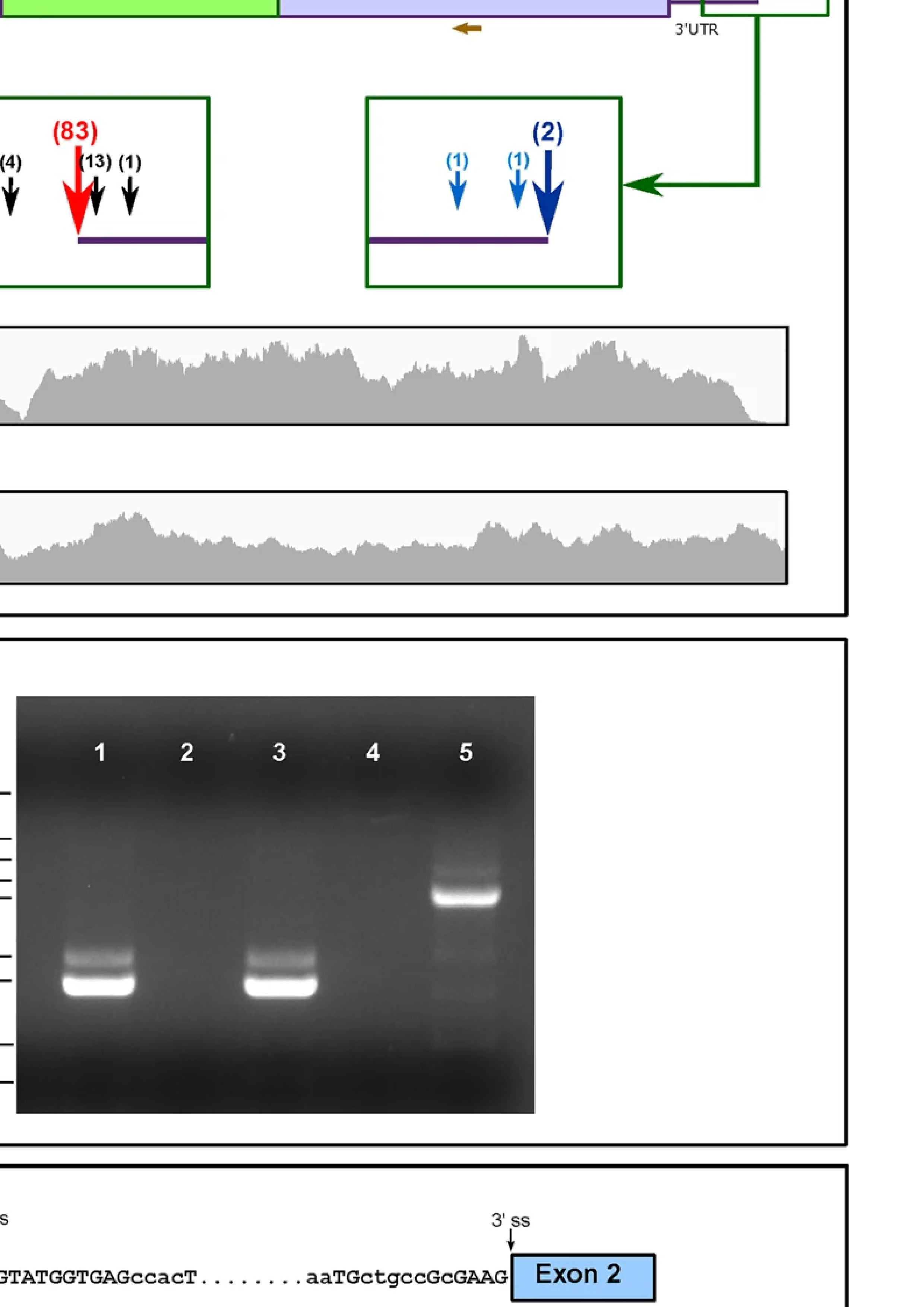 Image about the publication